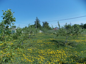 DSCN7563