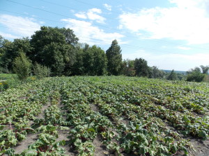 DSCN7978