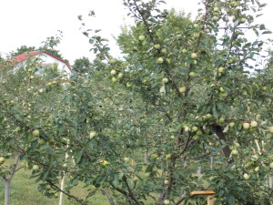 DSCN8042