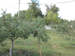 DSCN8043