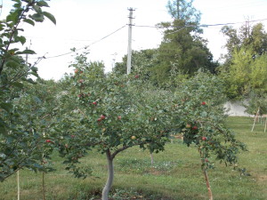 DSCN8044