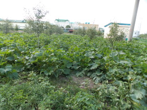DSCN9159