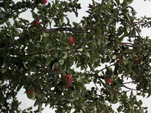 DSCN9208